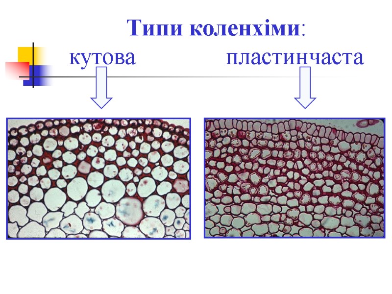 Типи коленхіми: кутова           